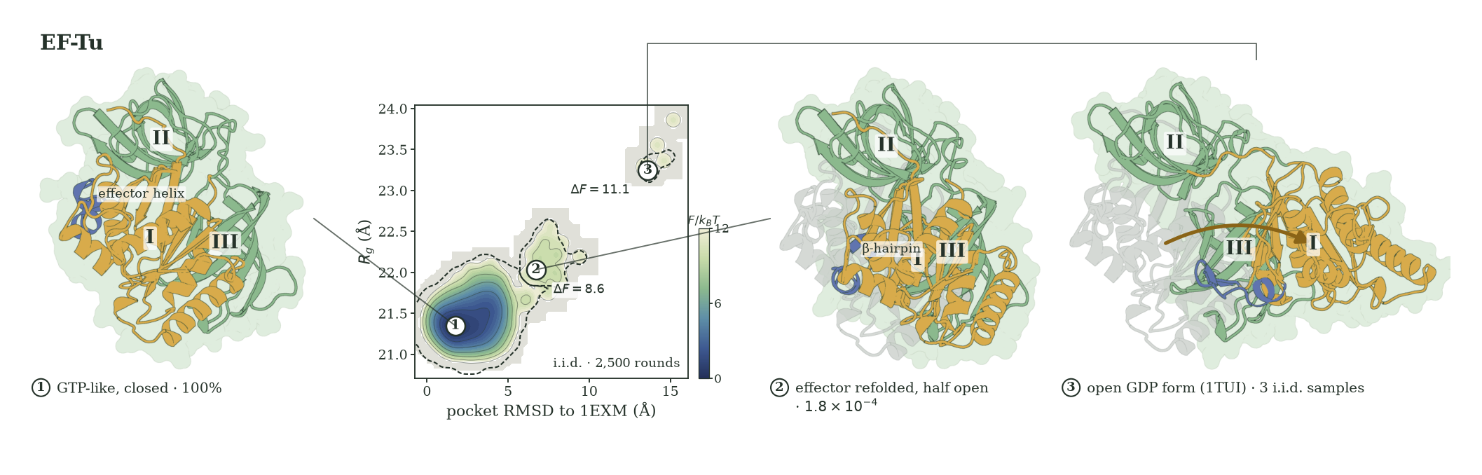 EF-Tu probability map and three structures showing the compact GTP-like form, a partly open beta-hairpin-containing form, and the open GDP-like form.
