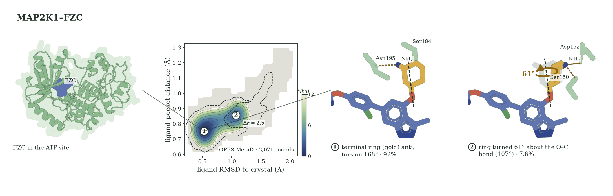 MAP2K1 with bound FZC, a two-basin probability map, and ligand structures showing the terminal ring rotated by 61 degrees.